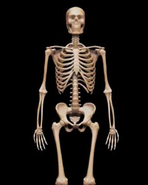 скелет человека