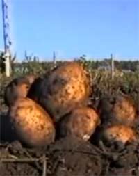 Как картофель появился в России?